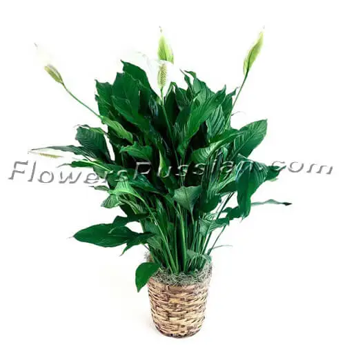 Green Plant, Flower Delivery to Russia, FlowersRussian