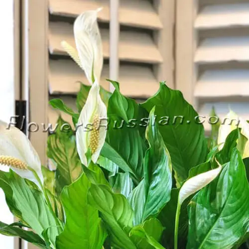 Green Plant, Flower Delivery to Russia, FlowersRussian