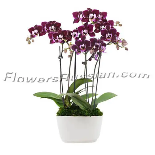Perfect Plum Orchids, Flower Delivery to Russia, FlowersRussian