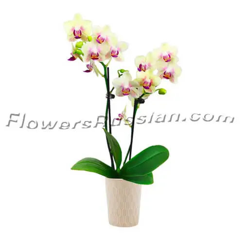 Strawberry Lemonade Orchid Plant, Flower Delivery to Russia, FlowersRussian
