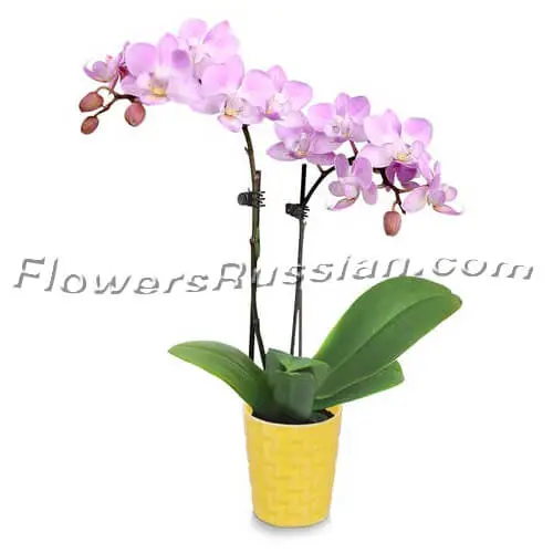 Tropical Sunshine Mini Orchid, Flower Delivery to Russia, FlowersRussian