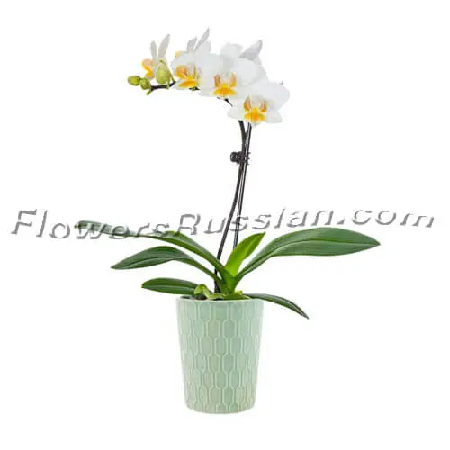 Mint Julep Potted Orchid, Flower Delivery to Russia, FlowersRussian