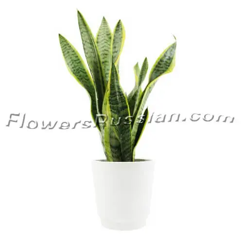 Succulent Snake Plant, Flower Delivery to Russia, FlowersRussian