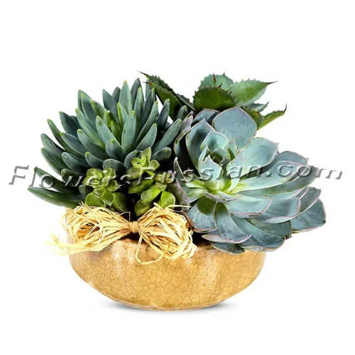 Succulent Dish Garden, Flower Delivery to Russia, FlowersRussian