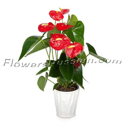 Anthurium Plant, Flower Delivery to Russia, FlowersRussian