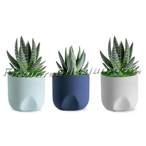 Thrice as Nice Succulent Plant Trio, Flower Delivery to Russia, FlowersRussian