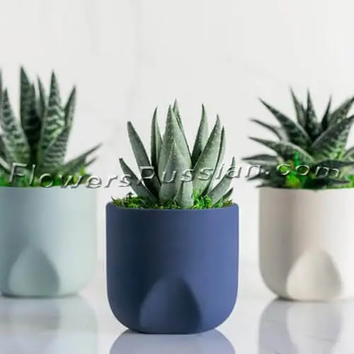 Thrice as Nice Succulent Plant Trio, Flower Delivery to Russia, FlowersRussian
