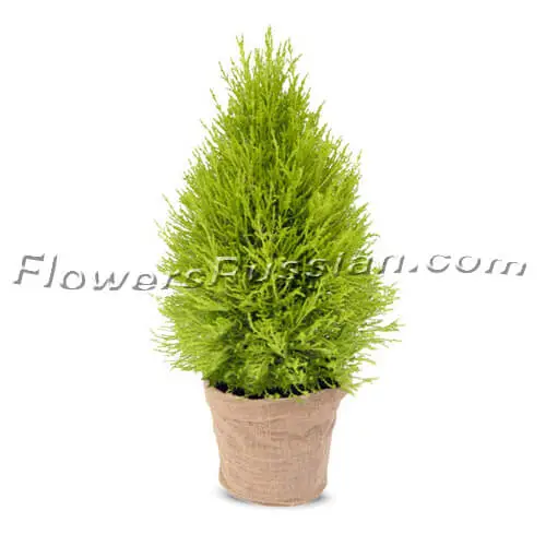 Lemon Cypress Potted Plant, Flower Delivery to Russia, FlowersRussian