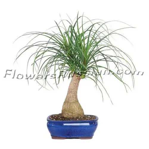 Ponytail Palm Potted Plant, Flower Delivery to Russia, FlowersRussian