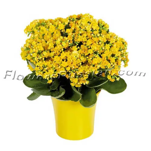 Yellow Kalanchoe Plant, Flower Delivery to Russia, FlowersRussian