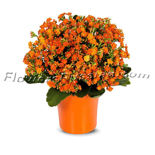 Orange Kalanchoe Plant, Flower Delivery to Russia, FlowersRussian