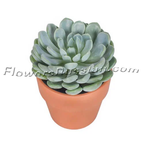 Succulent Plant, Flower Delivery to Russia, FlowersRussian