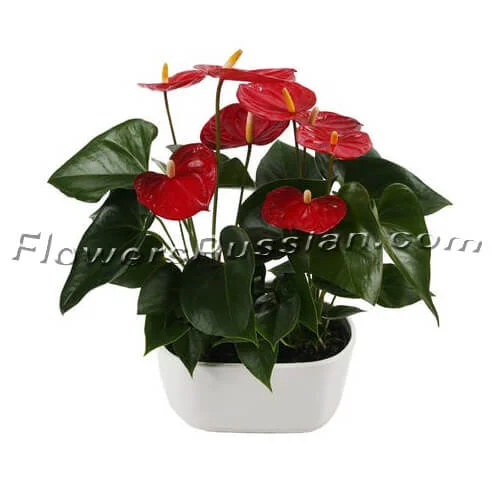 Double Anthurium Planter, Flower Delivery to Russia, FlowersRussian