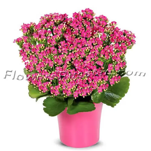 Pink Kalanchoe Plant, Flower Delivery to Russia, FlowersRussian