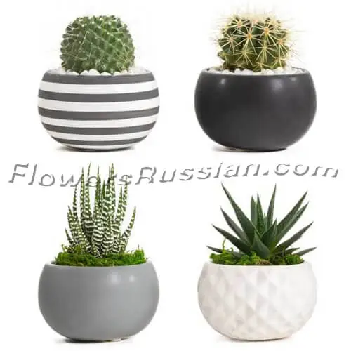 Modern Life Succulent Planters, Flower Delivery to Russia, FlowersRussian
