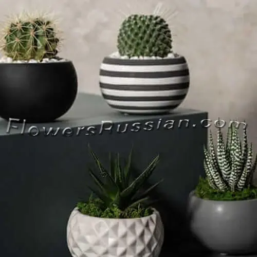 Modern Life Succulent Planters, Flower Delivery to Russia, FlowersRussian
