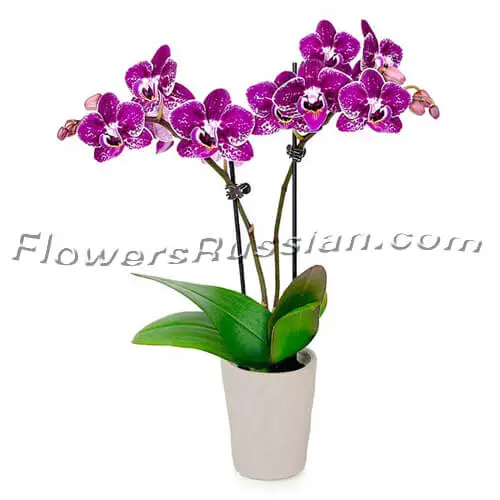 Speckled Tropical Orchid Plant, Flower Delivery to Russia, FlowersRussian