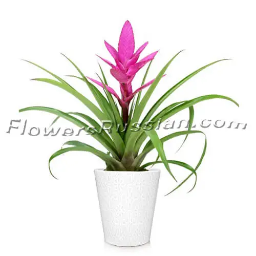 Posh Pink Tropical Bromeliad Plant, Flower Delivery to Russia, FlowersRussian