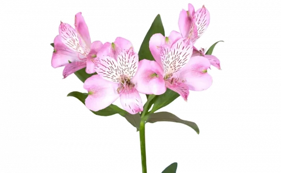 Types of Flowers, Alstroemeria, FlowersRussian