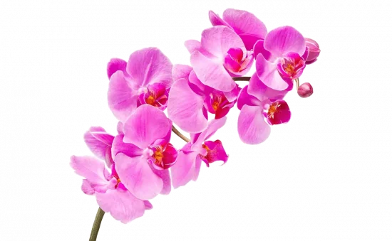 Types of Flowers, Orchids, FlowersRussian