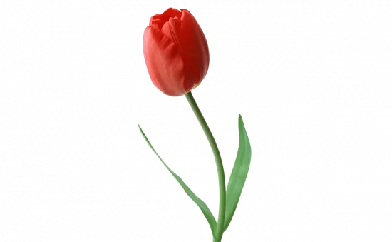 Types of Flowers, Tulips, FlowersRussian