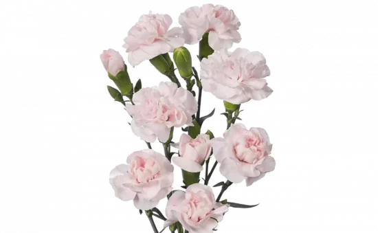 Types of Flowers, Carnations, FlowersRussian