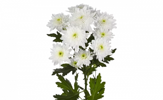 Types of Flowers, Chrysanthemums, FlowersRussian
