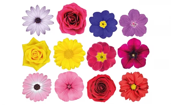 Russia flowers, Flower Catalogs, Flowers Catalogs, Flowers, FLOWER TYPE