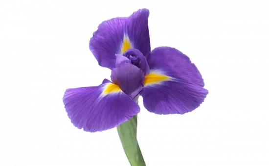 Types of Flowers, Iris, FlowersRussian
