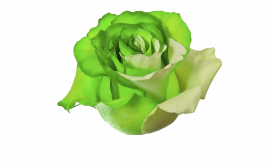 Green Flowers & Bouquets Delivery to Russia: Order Online with FlowersRussian