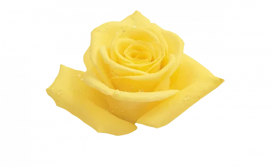 Yellow Flowers & Bouquets Delivery to Russia: Order Online with FlowersRussian