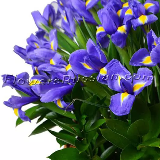 101 Blue Iris