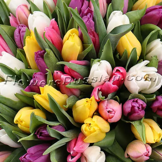 Bouquet Of The 101 Tulips