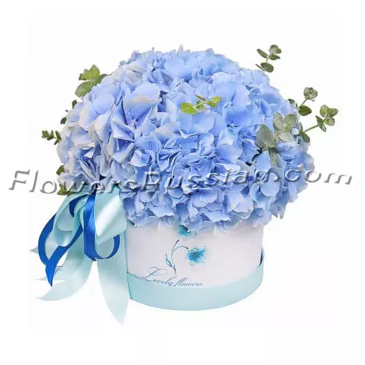 Blue Hydrangea In A Box
