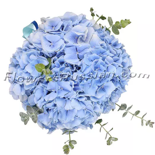 Blue Hydrangea In A Box