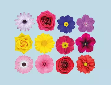 Send Flowers to Tula Region