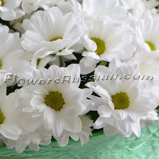 Big Bouquet Of Chrysanthemums to USA