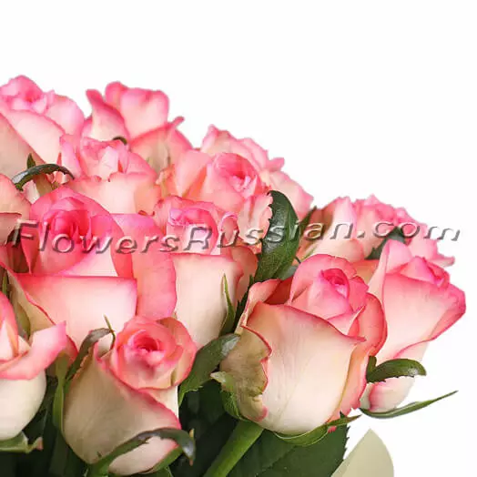 25 Pink Roses to USA